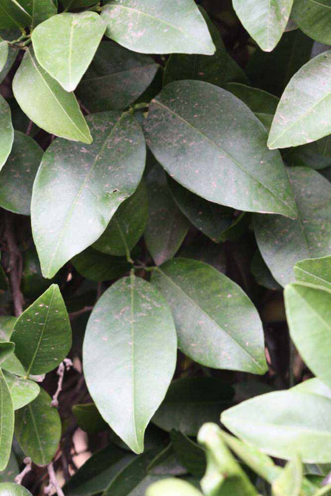            Sun leaves (Riverside, CA)   